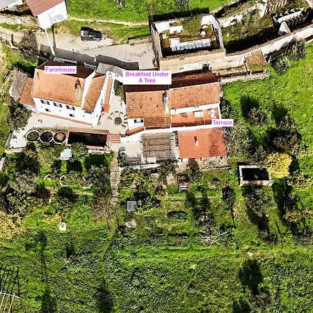 Apartment Breakfast Under A Tree - And Tomar
