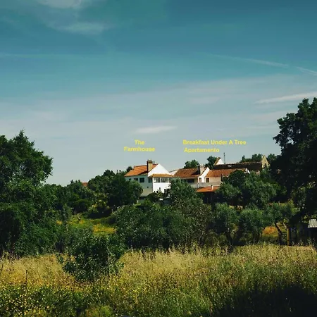 Breakfast Under A Tree - And *