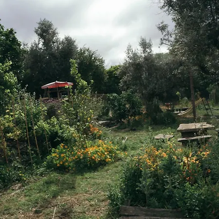 Breakfast Under A Tree - And *