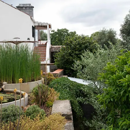 Breakfast Under A Tree - And