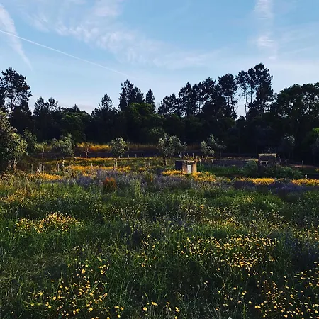 Breakfast Under A Tree - And