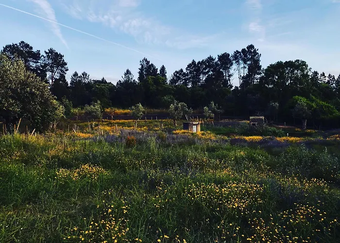 Breakfast Under A Tree - And